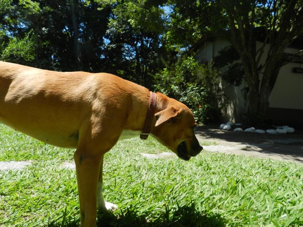Pousada Ype Amarelo Itatiaia  Eksteriør bilde